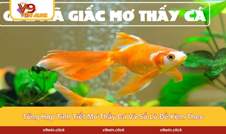 Những tình tiết chi tiết về mơ thấy cá đánh con gì